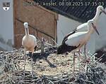 Capi_Dubne_20250808_173503.jpg