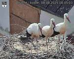 Capi_Dubne_20250808_180503.jpg