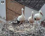 Capi_Dubne_20250808_181003.jpg