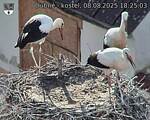 Capi_Dubne_20250808_182503.jpg