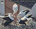 Capi_Dubne_20250808_184003.jpg