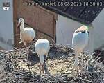 Capi_Dubne_20250808_185003.jpg