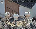 Capi_Dubne_20250808_185503.jpg
