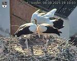 Capi_Dubne_20250808_191003.jpg