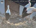 Capi_Dubne_20250808_193504.jpg