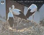 Capi_Dubne_20250808_194003.jpg