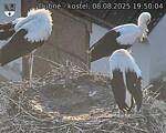 Capi_Dubne_20250808_195004.jpg