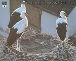 Capi_Dubne_20250808_200003.jpg
