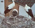 Capi_Dubne_20250808_202003.jpg