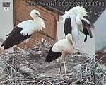 Capi_Dubne_20250808_203003.jpg