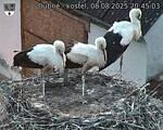 Capi_Dubne_20250808_204503.jpg