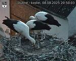 Capi_Dubne_20250808_205003.jpg