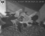 Capi_Dubne_20250808_211003.jpg