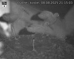 Capi_Dubne_20250808_211503.jpg