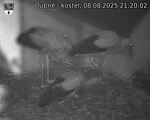 Capi_Dubne_20250808_212002.jpg