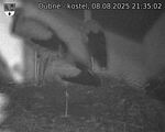 Capi_Dubne_20250808_213502.jpg