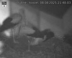 Capi_Dubne_20250808_214003.jpg