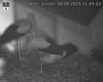 Capi_Dubne_20250808_214502.jpg
