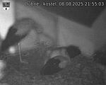 Capi_Dubne_20250808_215503.jpg