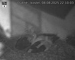 Capi_Dubne_20250808_221003.jpg