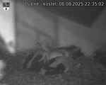Capi_Dubne_20250808_223503.jpg
