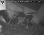 Capi_Dubne_20250808_224503.jpg