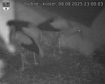 Capi_Dubne_20250808_230003.jpg