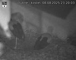 Capi_Dubne_20250808_232003.jpg