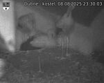 Capi_Dubne_20250808_233003.jpg