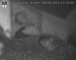 Capi_Dubne_20250808_235002.jpg