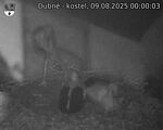 Capi_Dubne_20250809_000003.jpg