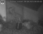 Capi_Dubne_20250809_000502.jpg