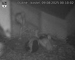 Capi_Dubne_20250809_001002.jpg