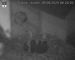 Capi_Dubne_20250809_002002.jpg
