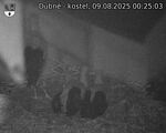 Capi_Dubne_20250809_002503.jpg