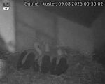 Capi_Dubne_20250809_003002.jpg