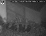 Capi_Dubne_20250809_004503.jpg