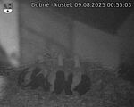 Capi_Dubne_20250809_005503.jpg
