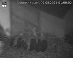 Capi_Dubne_20250809_010002.jpg