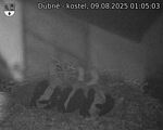 Capi_Dubne_20250809_010503.jpg
