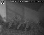 Capi_Dubne_20250809_011503.jpg