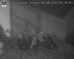 Capi_Dubne_20250809_013003.jpg