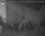 Capi_Dubne_20250809_014502.jpg