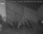 Capi_Dubne_20250809_015003.jpg