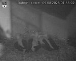 Capi_Dubne_20250809_015502.jpg
