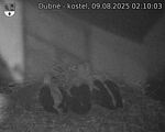 Capi_Dubne_20250809_021003.jpg