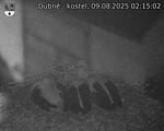 Capi_Dubne_20250809_021502.jpg