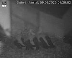 Capi_Dubne_20250809_022002.jpg