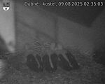 Capi_Dubne_20250809_023503.jpg