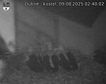 Capi_Dubne_20250809_024002.jpg
